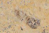 Detailed Fossil Insect - Cereste, France #297200-1